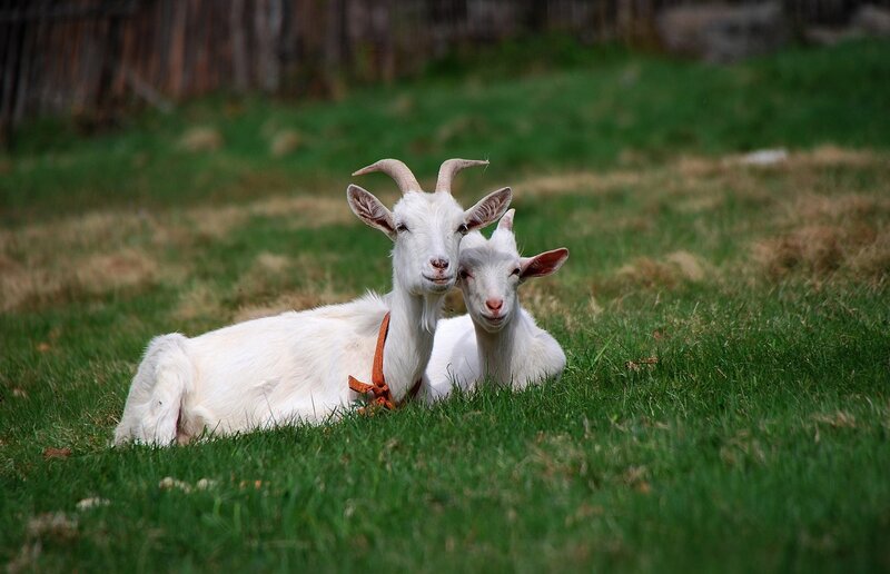 Two White Goats — Green