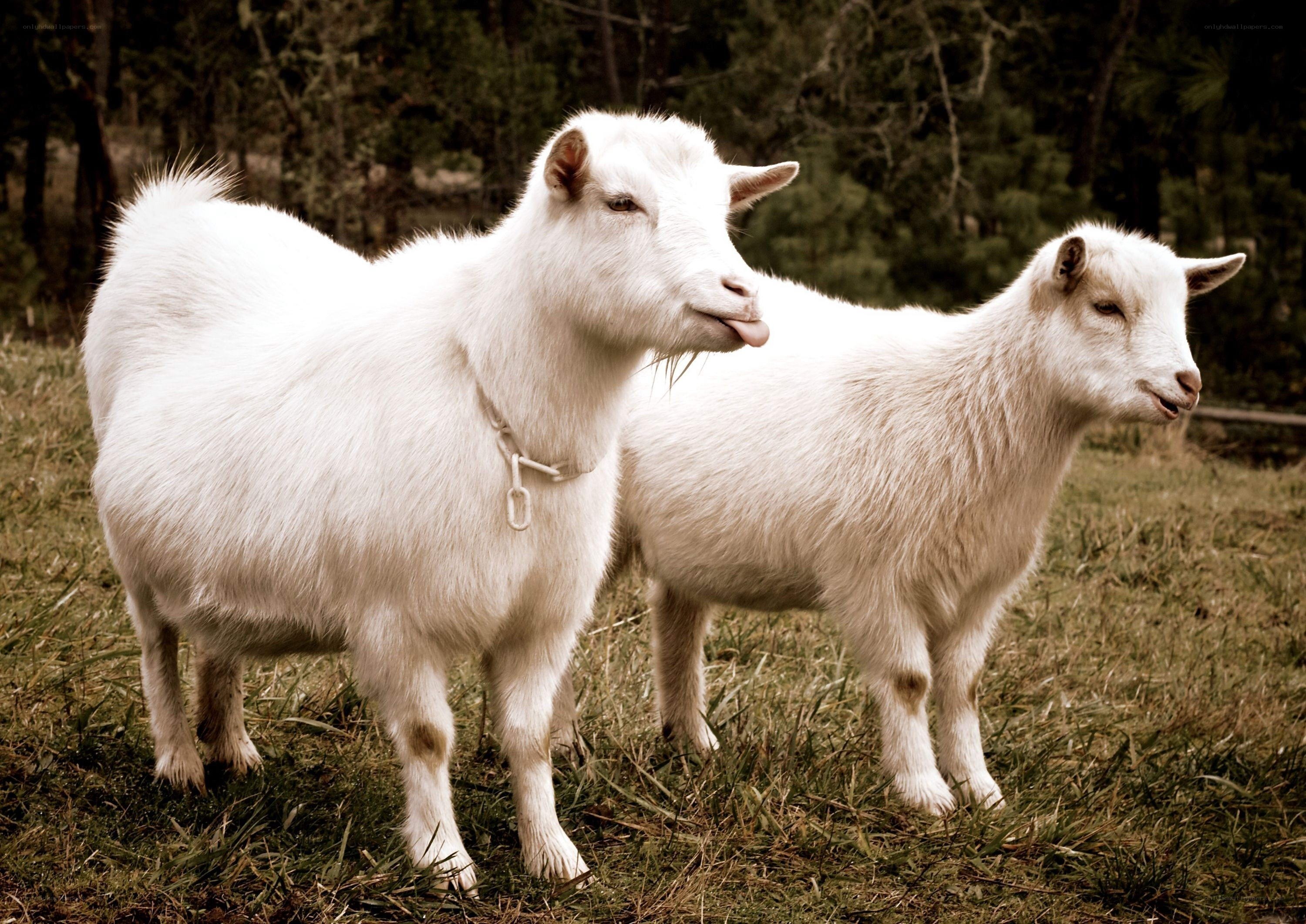 Two white goats in a field