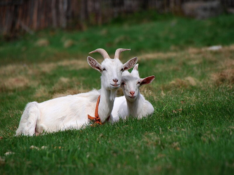 Two White Goats Lying