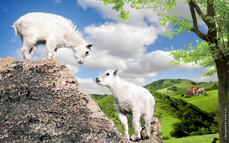 Two White Goats on Rocks
