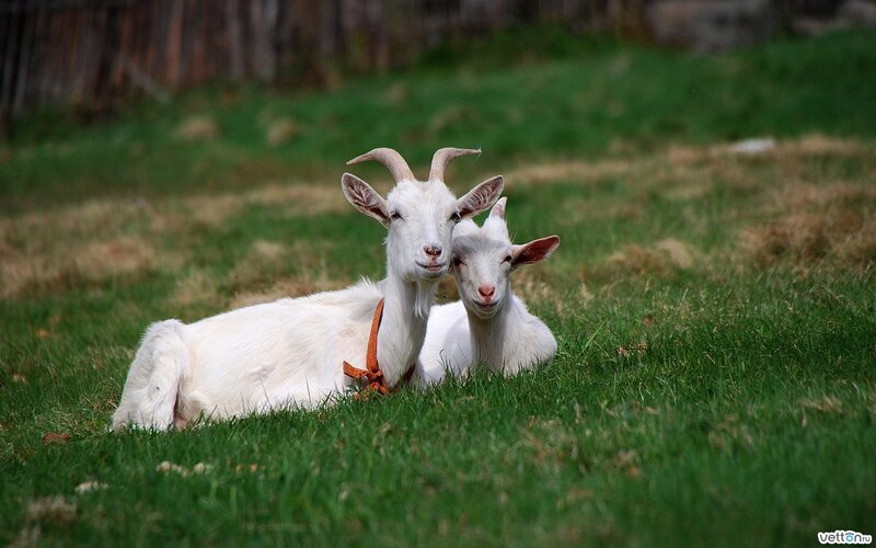 Two White Goats