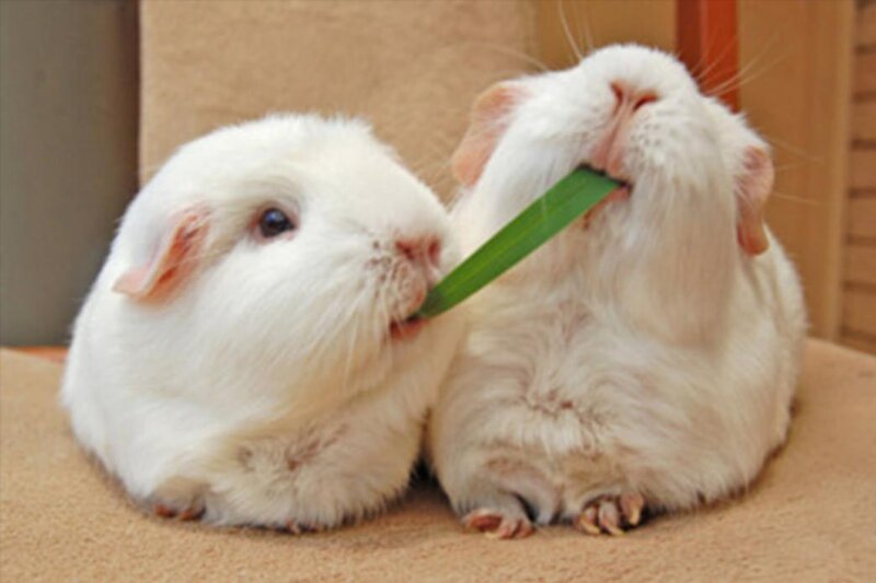 Two White Guinea Pigs