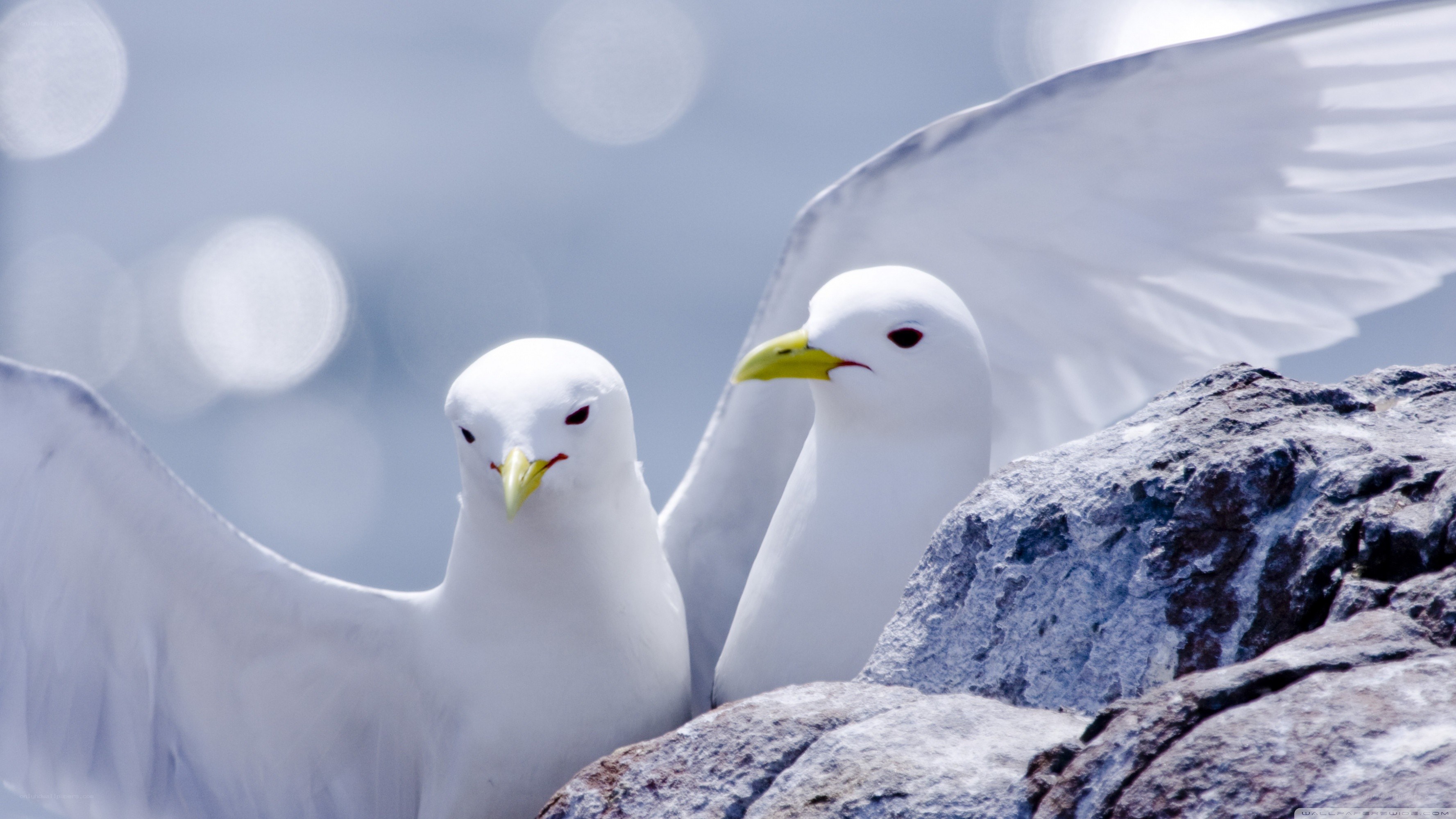 Two white gulls on rocks
