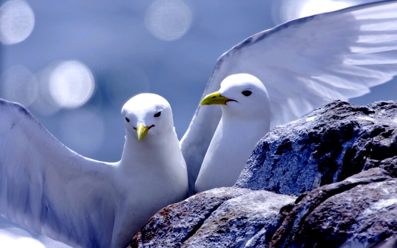 Two White Gulls