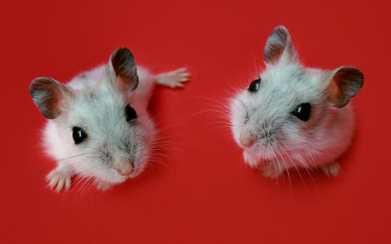 Two White Hamsters — Red