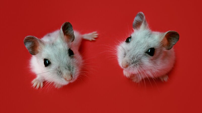 Two White Hamsters