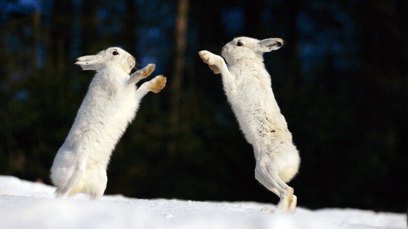 Two white hares boxing