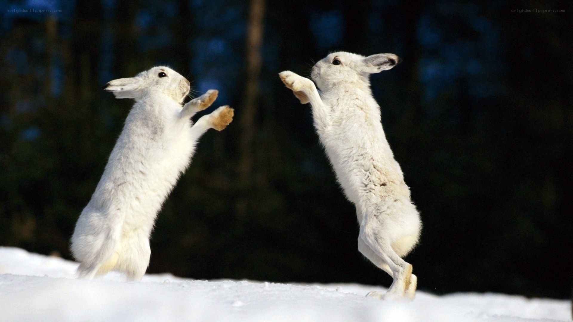 Two white hares boxing