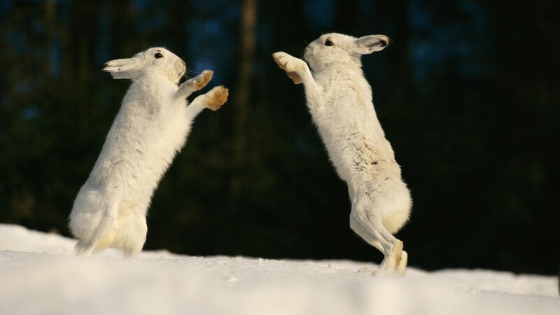 Two white hares fighting