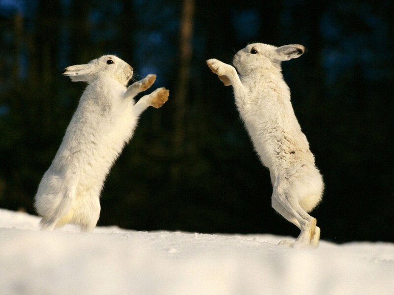 Two white hares fighting