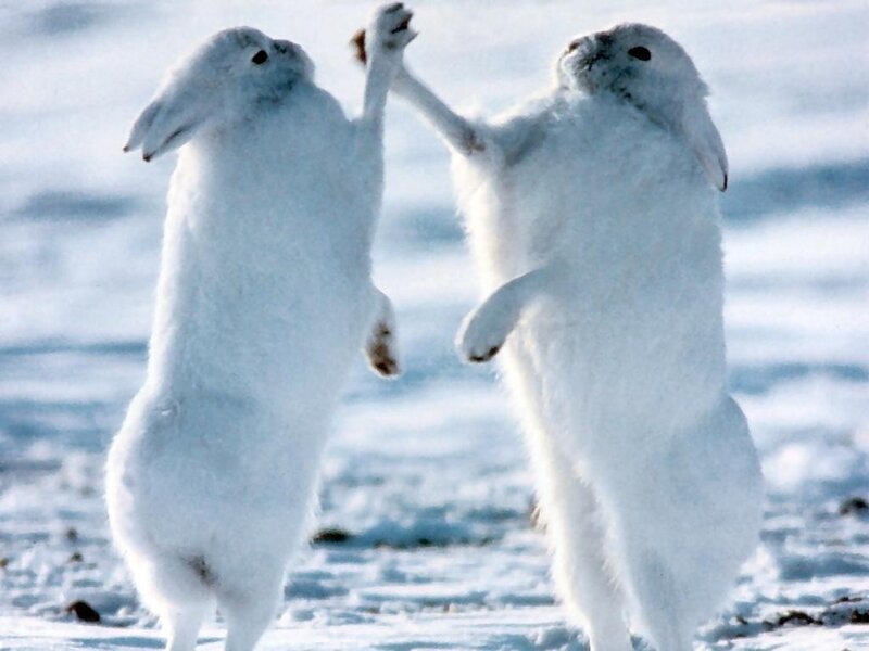 Two White Hares Fighting — Active