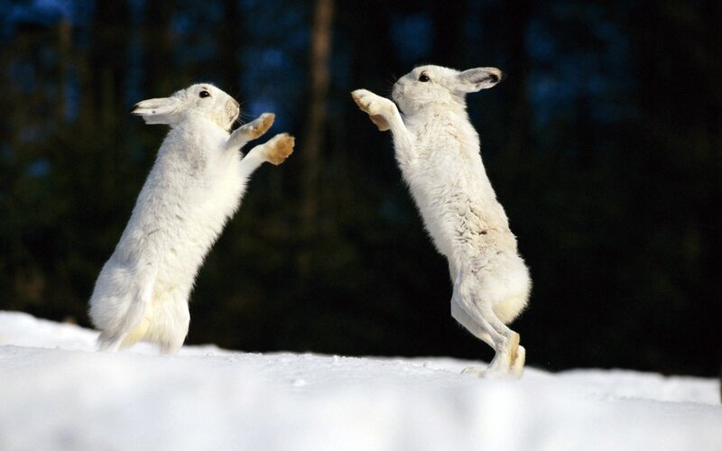 Two White Hares Fighting — Dramatic