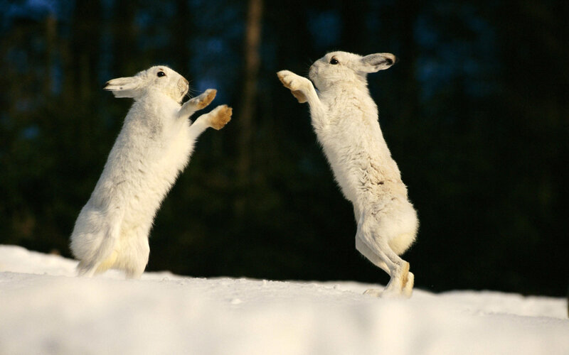 Two White Hares Fighting — Dramatic, Winter, Photograph