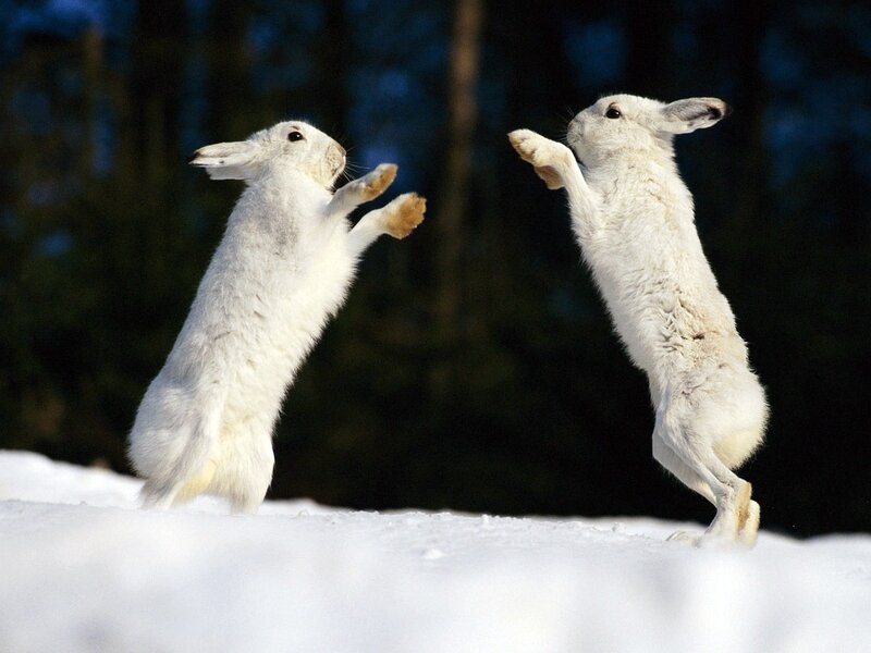 Two White Hares Fighting — Dramatic, Winter