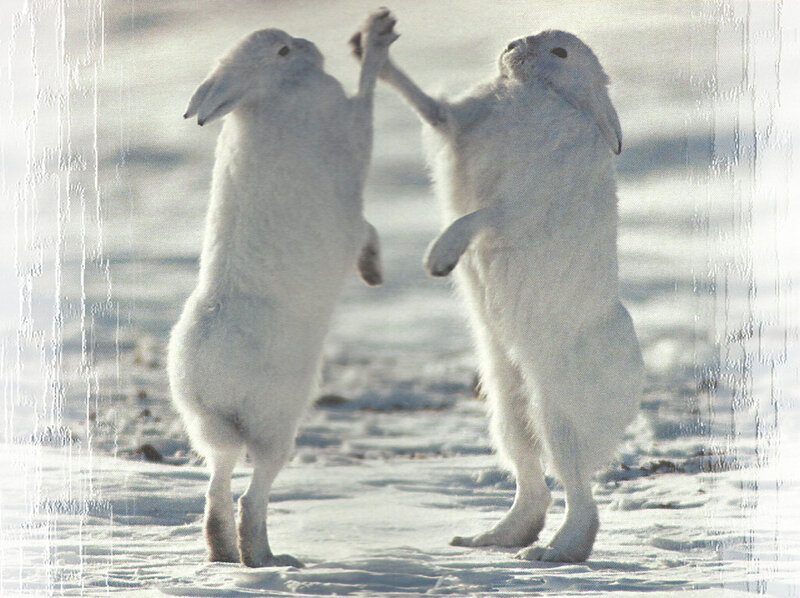 Two White Hares Fighting — Playful