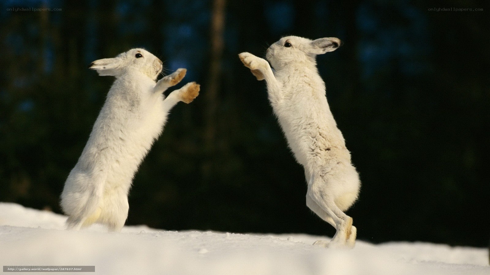 Two white hares fighting