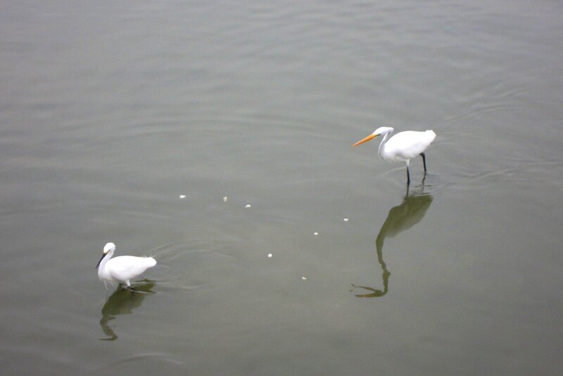 Two White Herons — Calm, Photograph