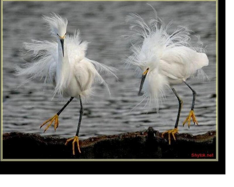 Two White Herons — Calm