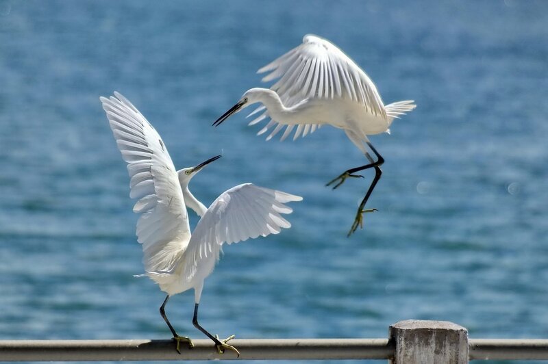 Two White Herons — Dynamic, Afternoon