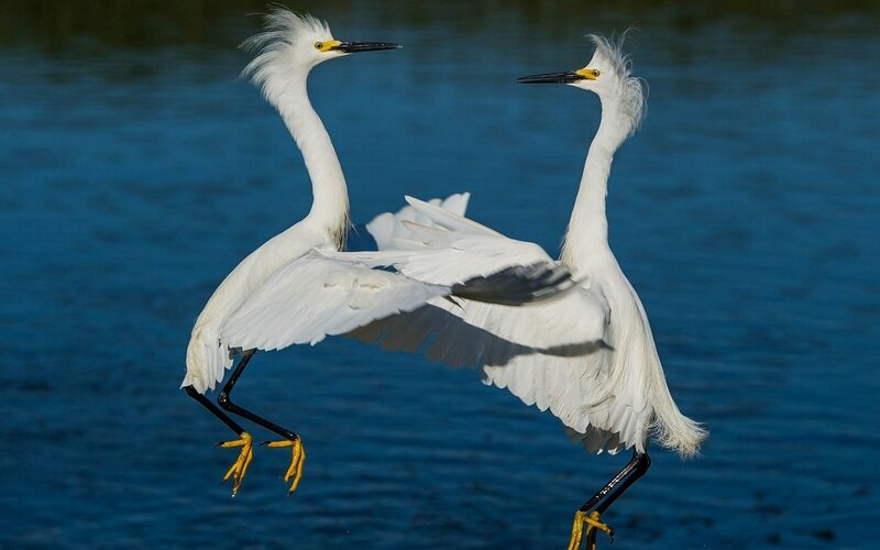 Two White Herons — Dynamic
