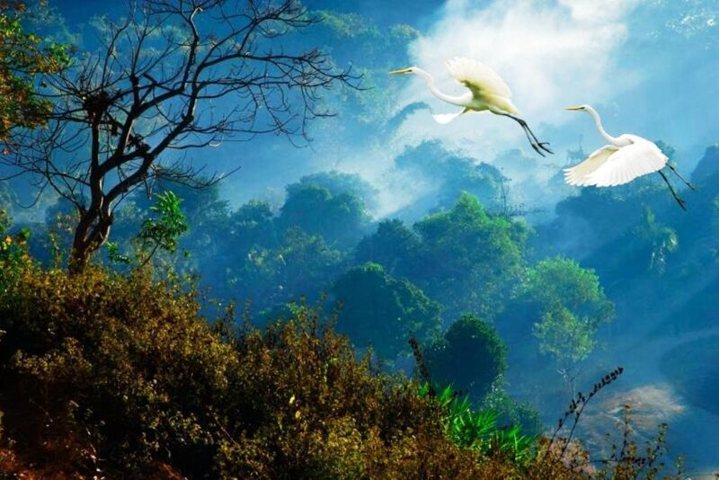 Two White Herons Flying — Blue