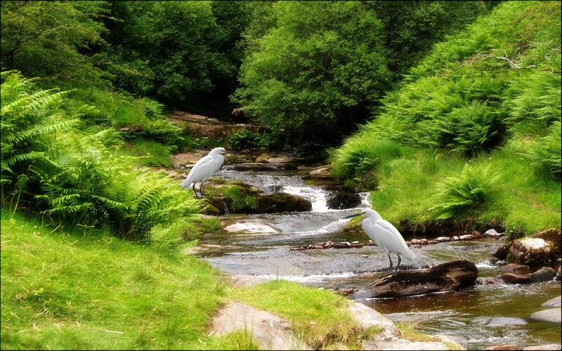 Two White Herons — Green, Serene