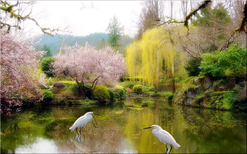 Two White Herons — Green