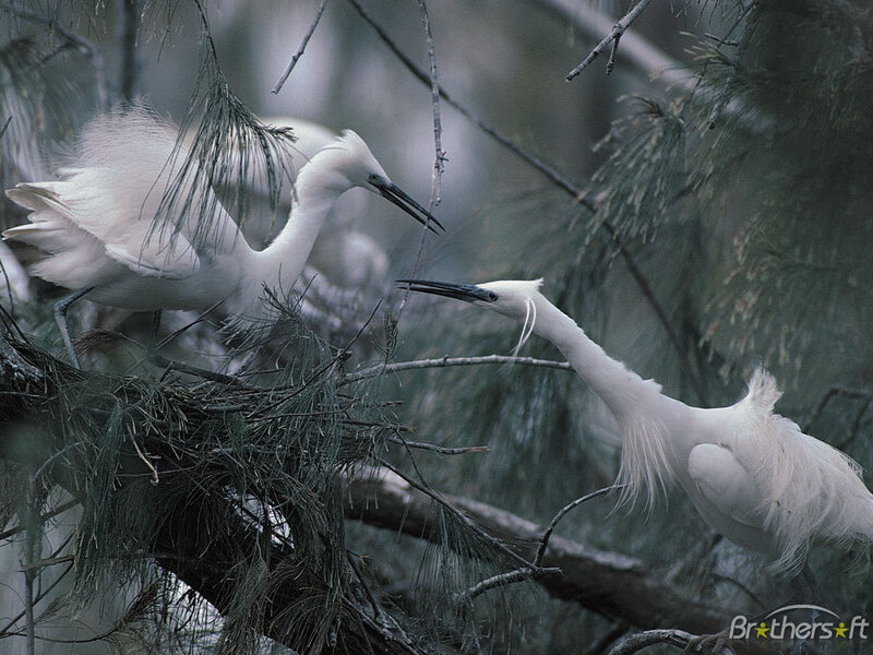 Two white herons in a tree