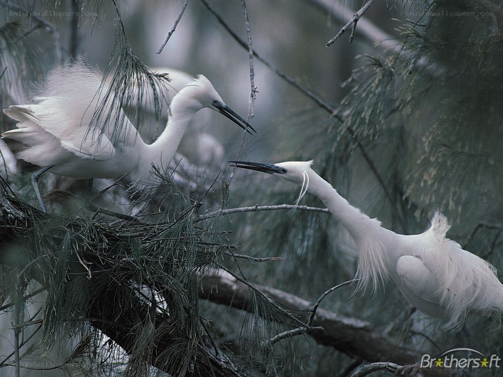 Two white herons in a tree