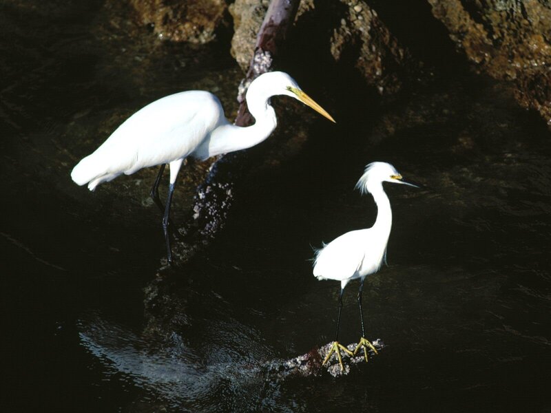 Two white herons in water