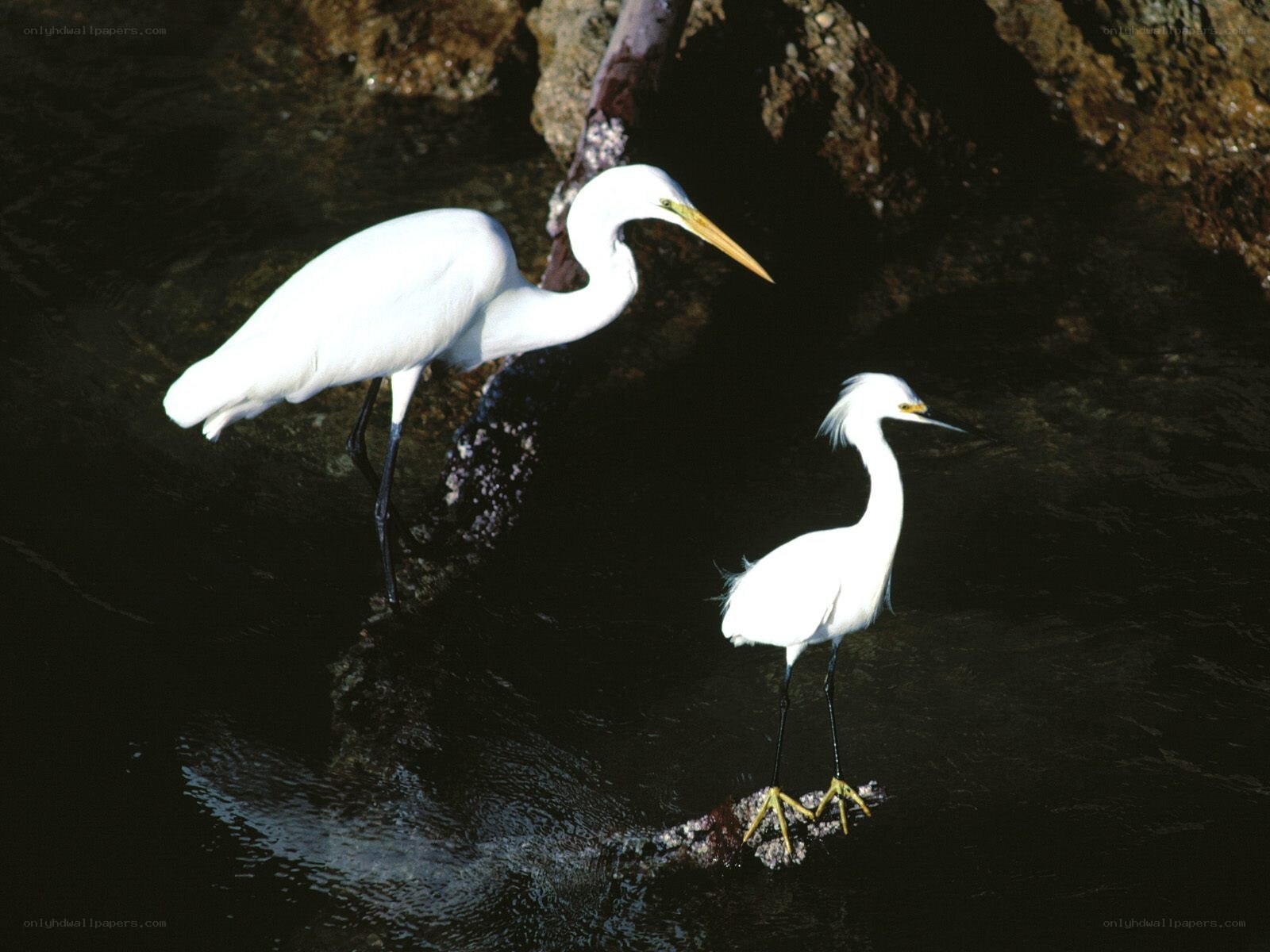 Two white herons in water