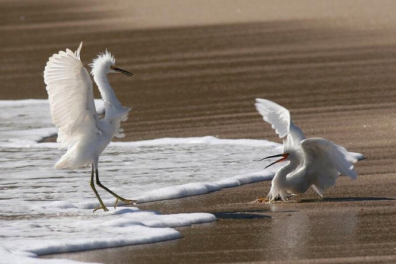 Two White Herons on Beach