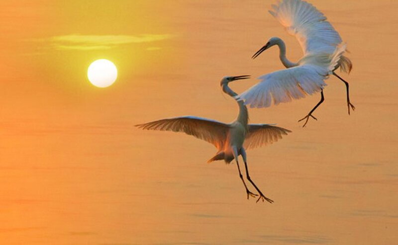 Two White Herons — Orange