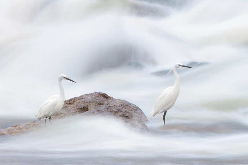 Two White Herons — Serene, Photograph
