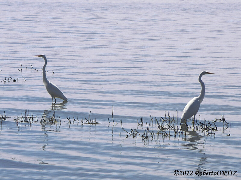 Two White Herons — Serene