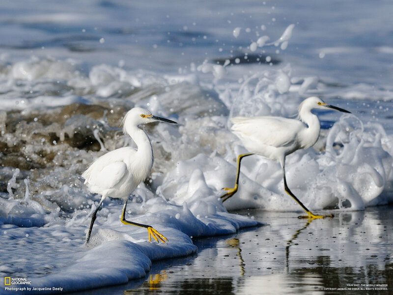 Two White Herons