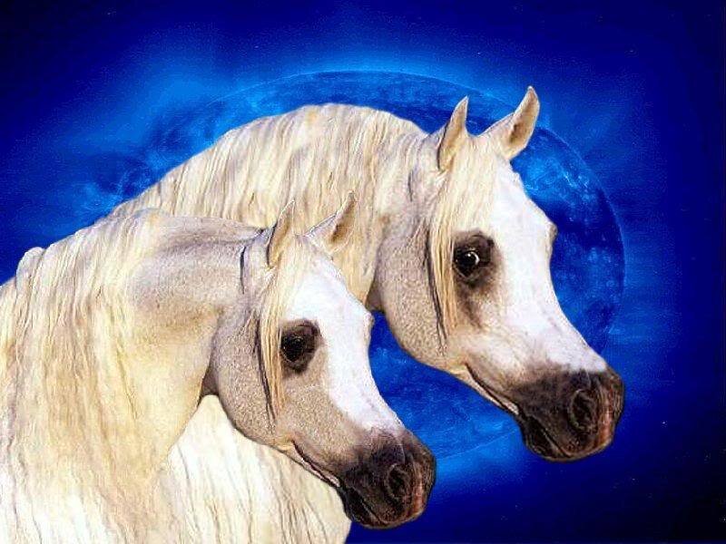 Two White Horses — Blue