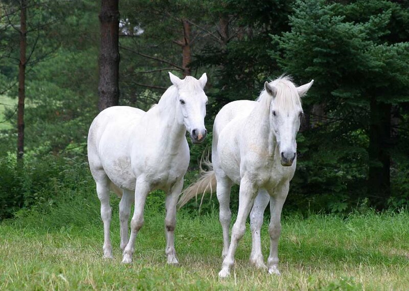Two White Horses — Calm, Afternoon, Photograph, Grass