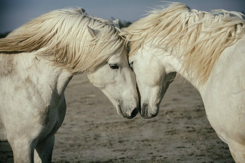 Two White Horses — Calm, Afternoon, Photograph, Heads