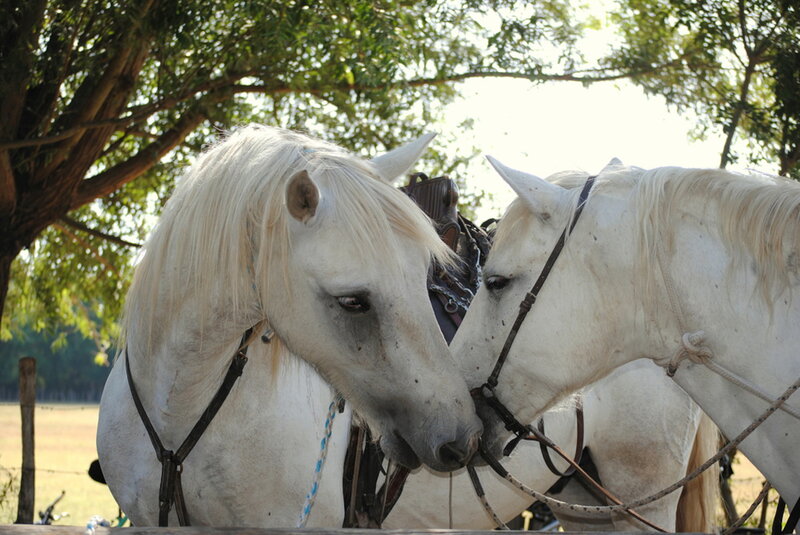 Two White Horses — Calm, Afternoon, Photograph