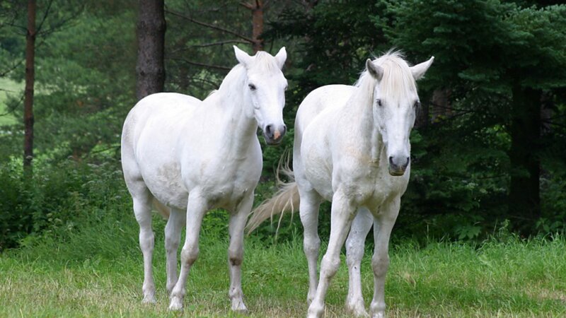 Two White Horses — Calm, Afternoon