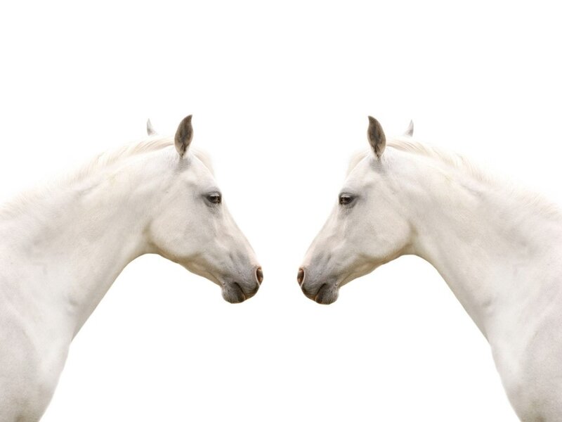 Two White Horses — Calm, Photograph, Heads