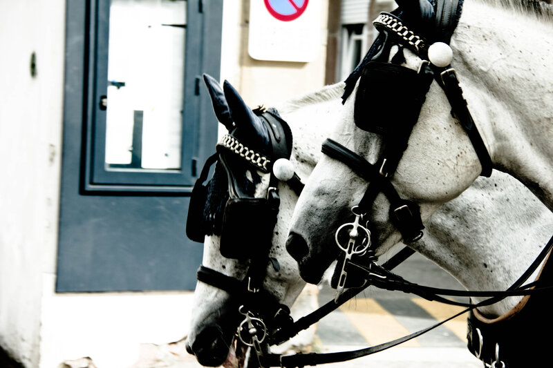 Two White Horses — Calm, Photograph