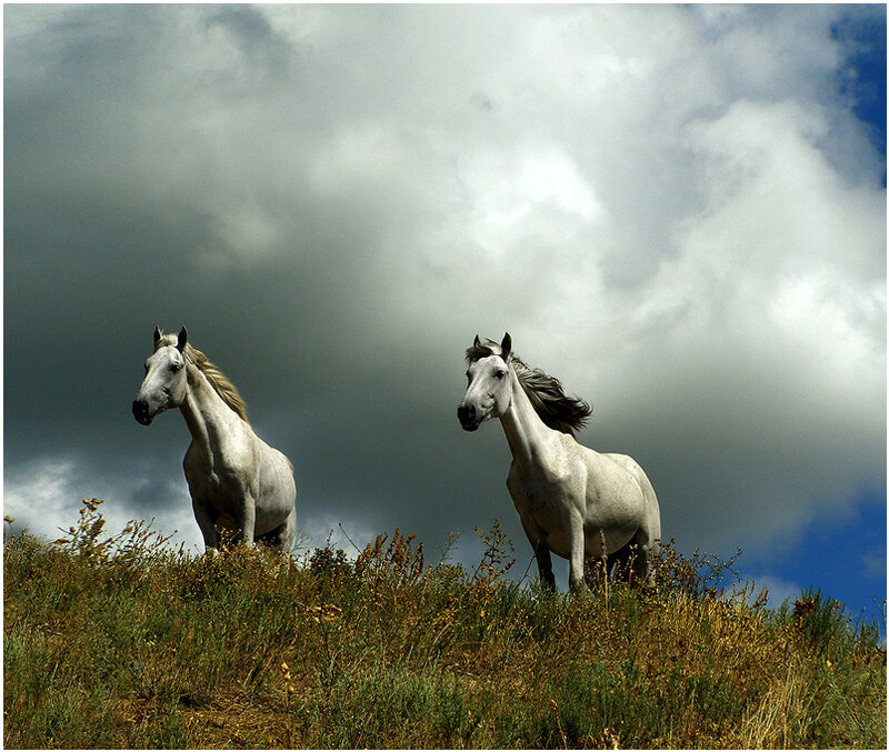 Two White Horses — Dramatic, Afternoon