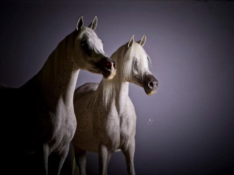 Two White Horses — Dramatic, Photograph, Dark Background