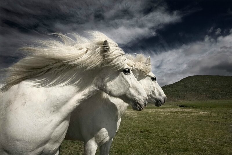 Two White Horses — Dramatic, Photograph, Field