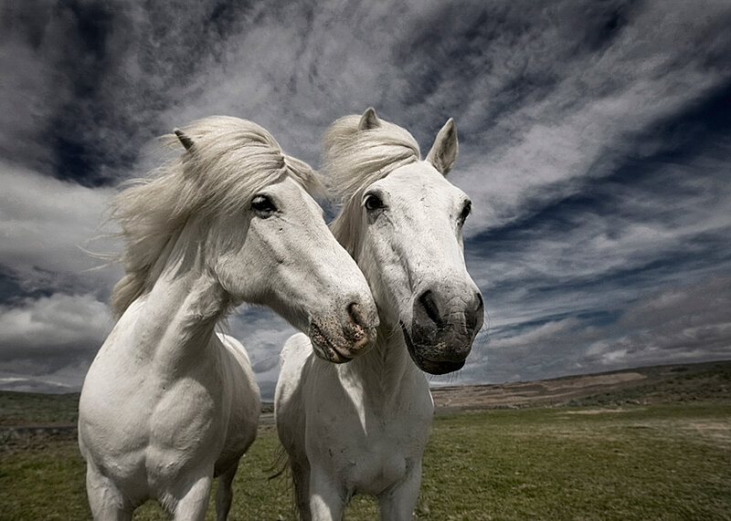 Two White Horses — Dramatic, Photograph