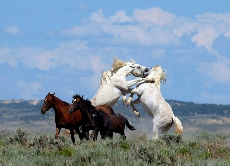 Two White Horses Fighting — Blue