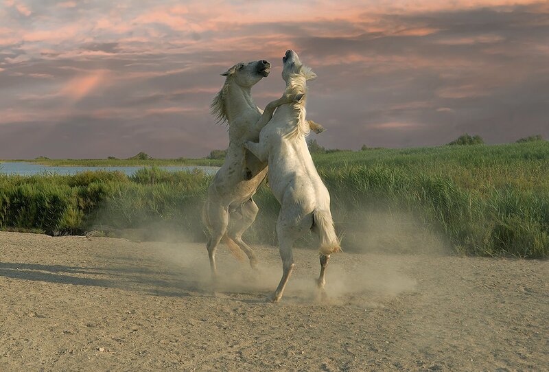 Two White Horses Fighting — Dramatic, Sunset