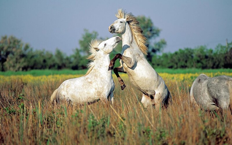 Two White Horses Fighting — Dynamic, Afternoon
